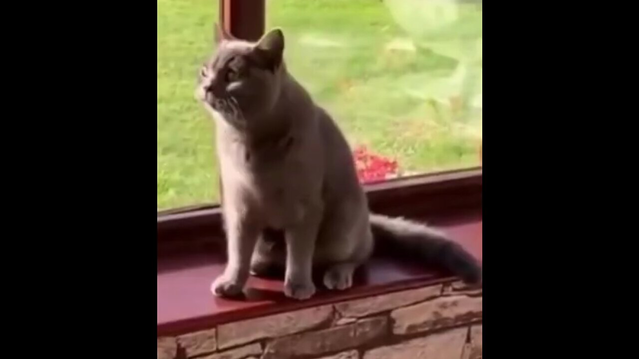 Funny animals video