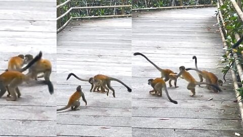 Little Monkeys Fight Video || Only Cute 🥰🥰