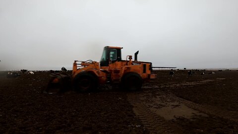 Tire Scraping and Cleaning a Heifer Pen