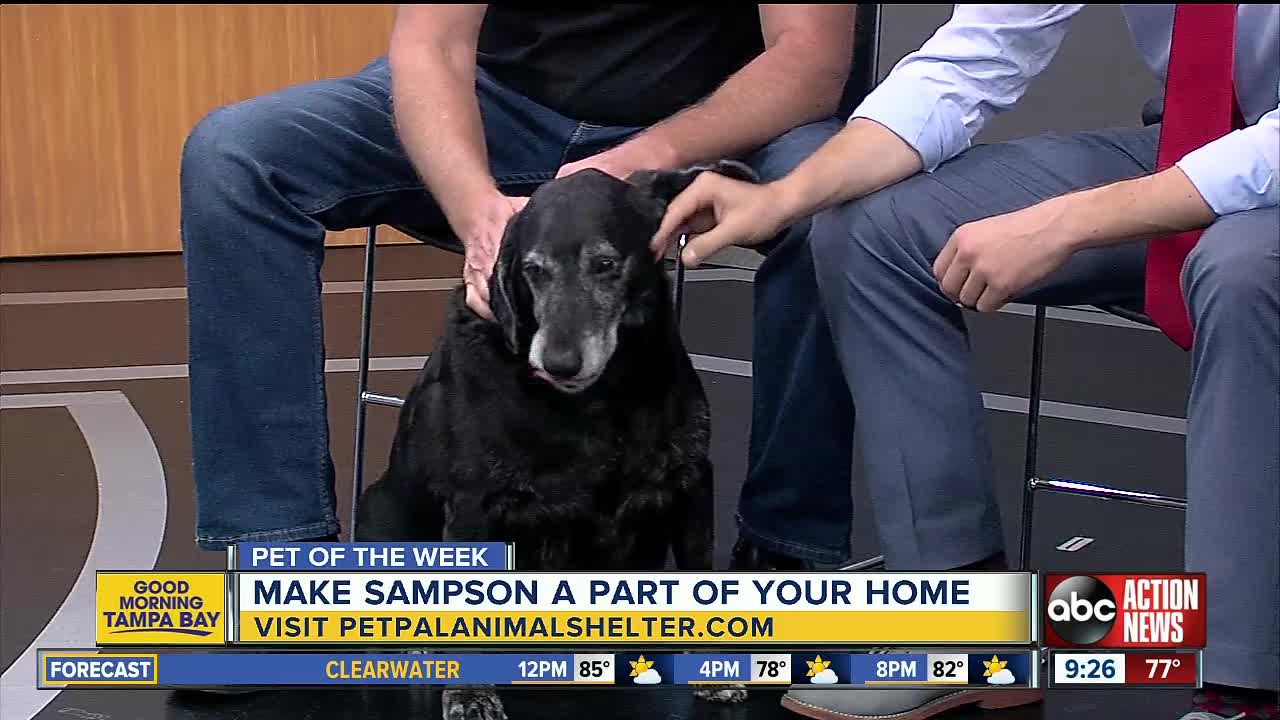 Pet of the week: Sampson is a Labrador Retriever mix who loves scratches behind his ears