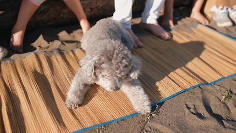 A cute gray poodle on woven mat