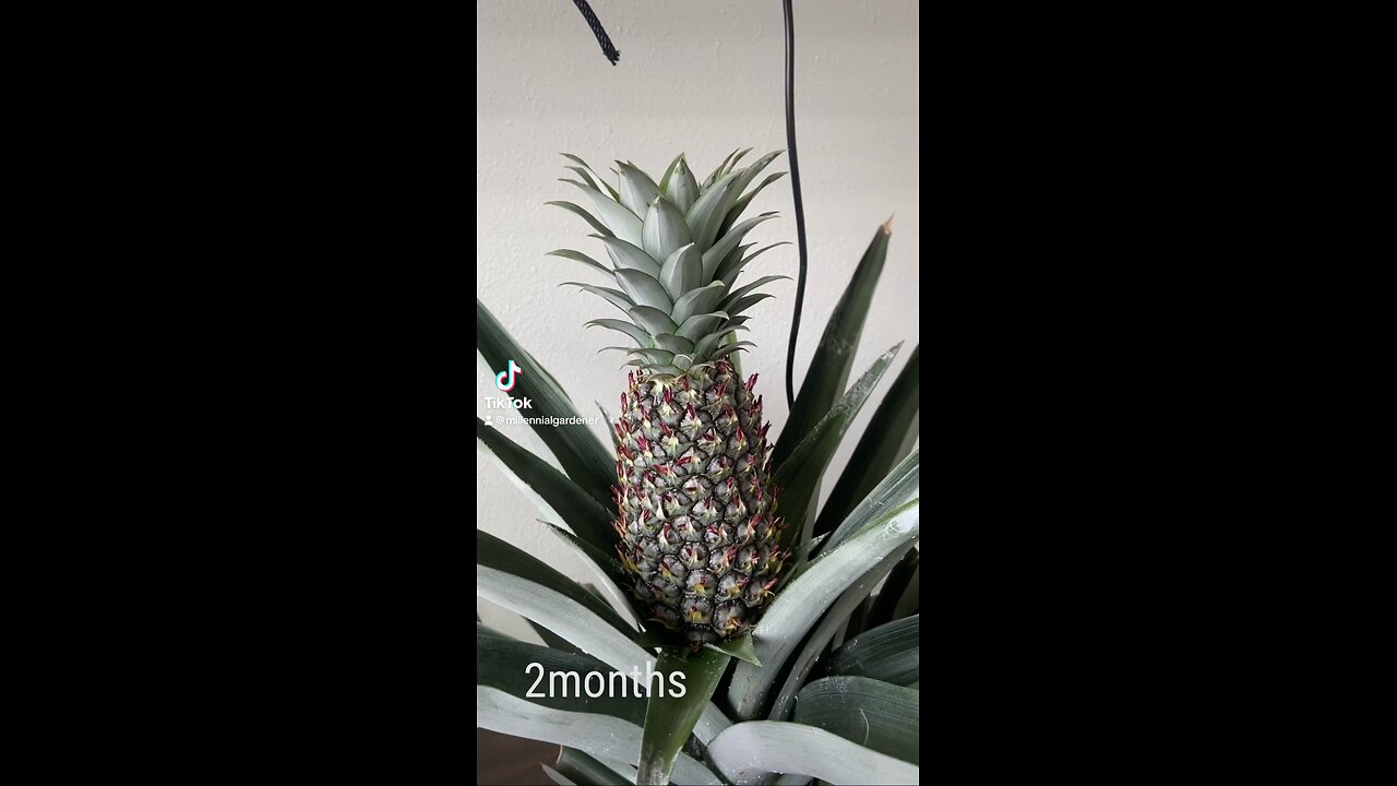 3month update on pineapple