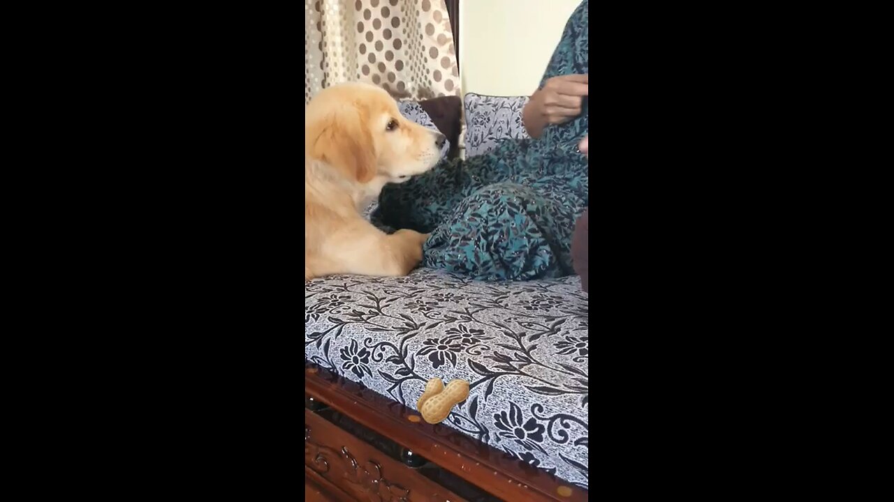 Mom cheats me @shorts @trending @viral @dog @pets @goldenretriever @funny @