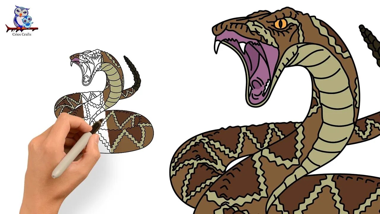 How to Draw a Diamondback Rattlesnake - Step by Step