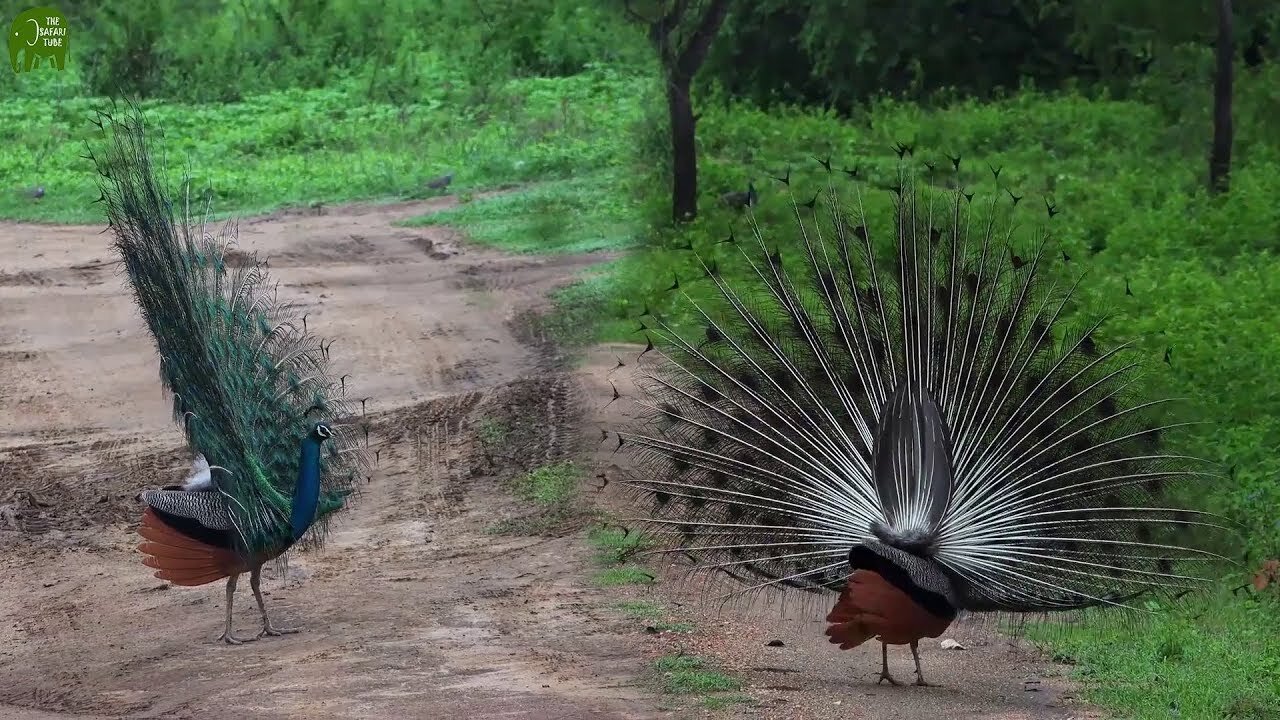 A beautiful Sri Lankan Peacock dancing