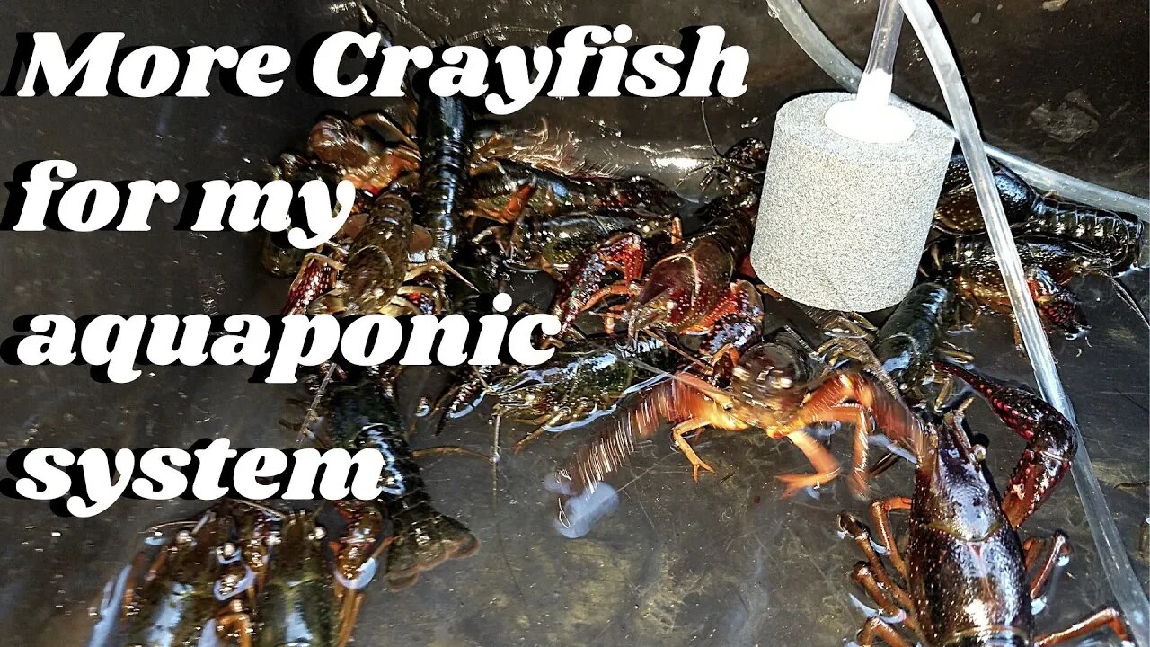 More crayfish for my aquaponic system