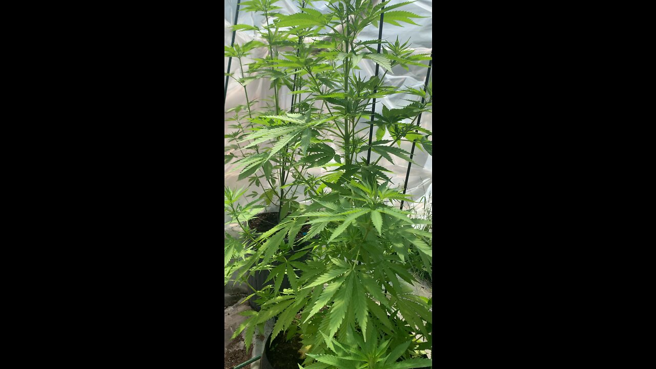 Greenhouse2022 June 16, 2022 marijuana bible