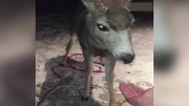 Adorable Deer Shakes Hands