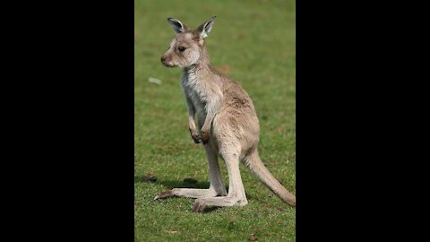 Baby Kangaroos & Joeys - CUTEST Compilation