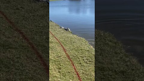 Bonus synchronized golf course turtles! #turtles #turtle #shorts