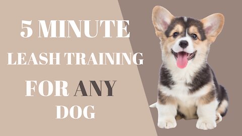 5 Minute Leash Training For ANY DOG!