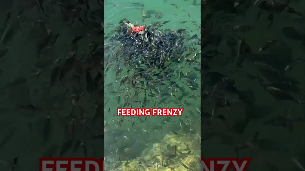 FEEDING FRENZY | TURKEY TRAVEL