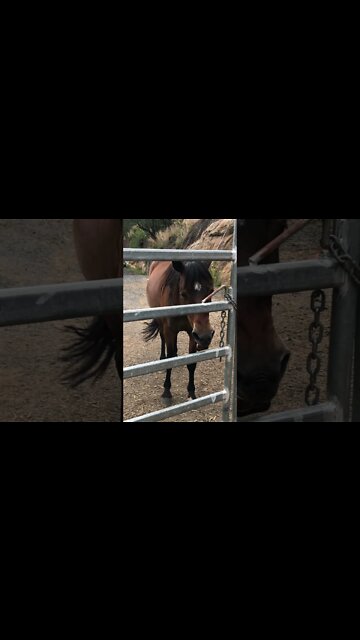 Sweet Pony waiting at the gate