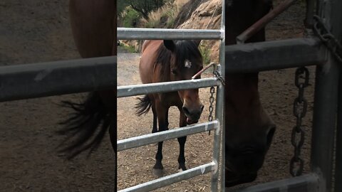 Sweet Pony waiting at the gate