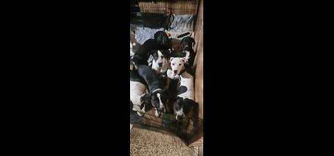 Free puppies