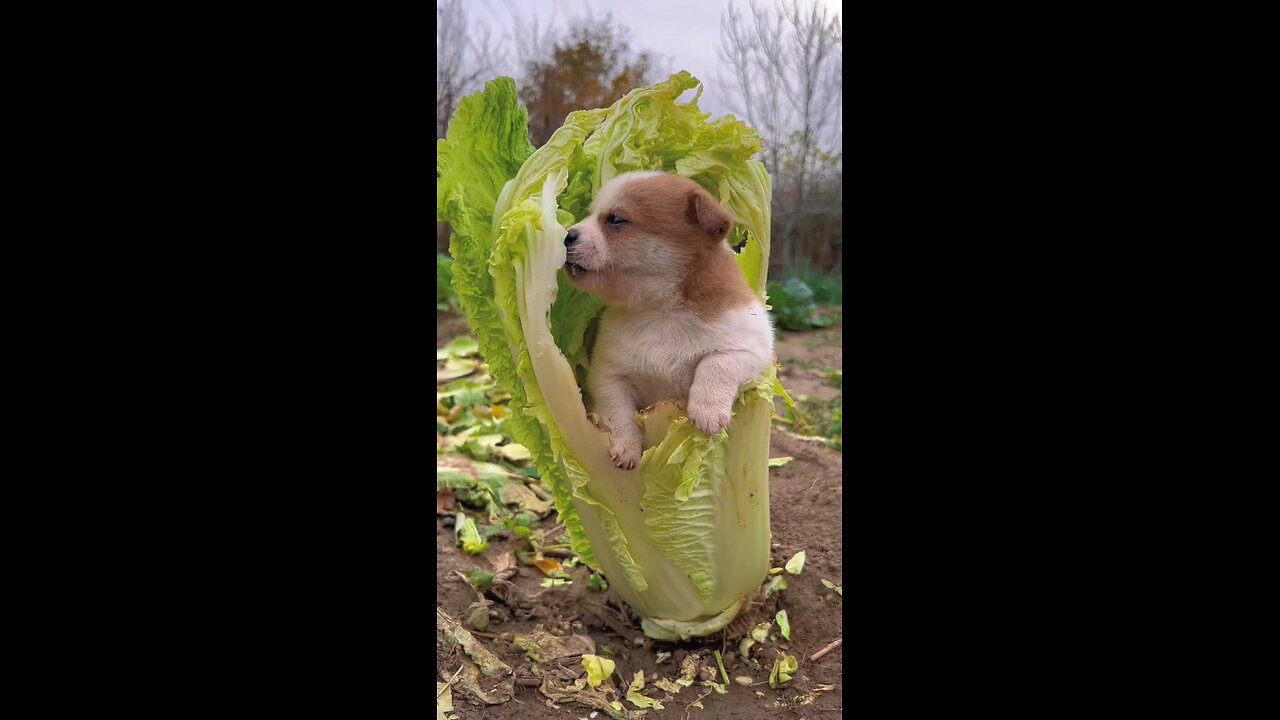 Do you have such a cute puppy at home?