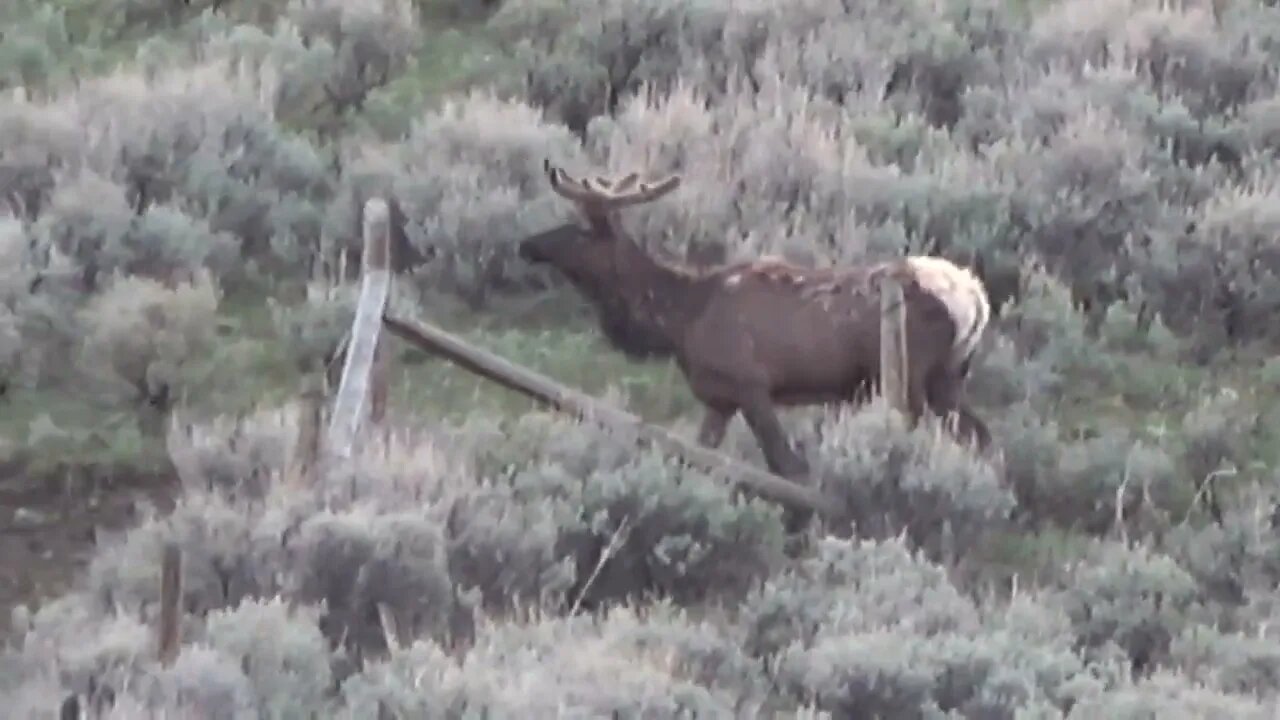 Bull Elk in velvet!