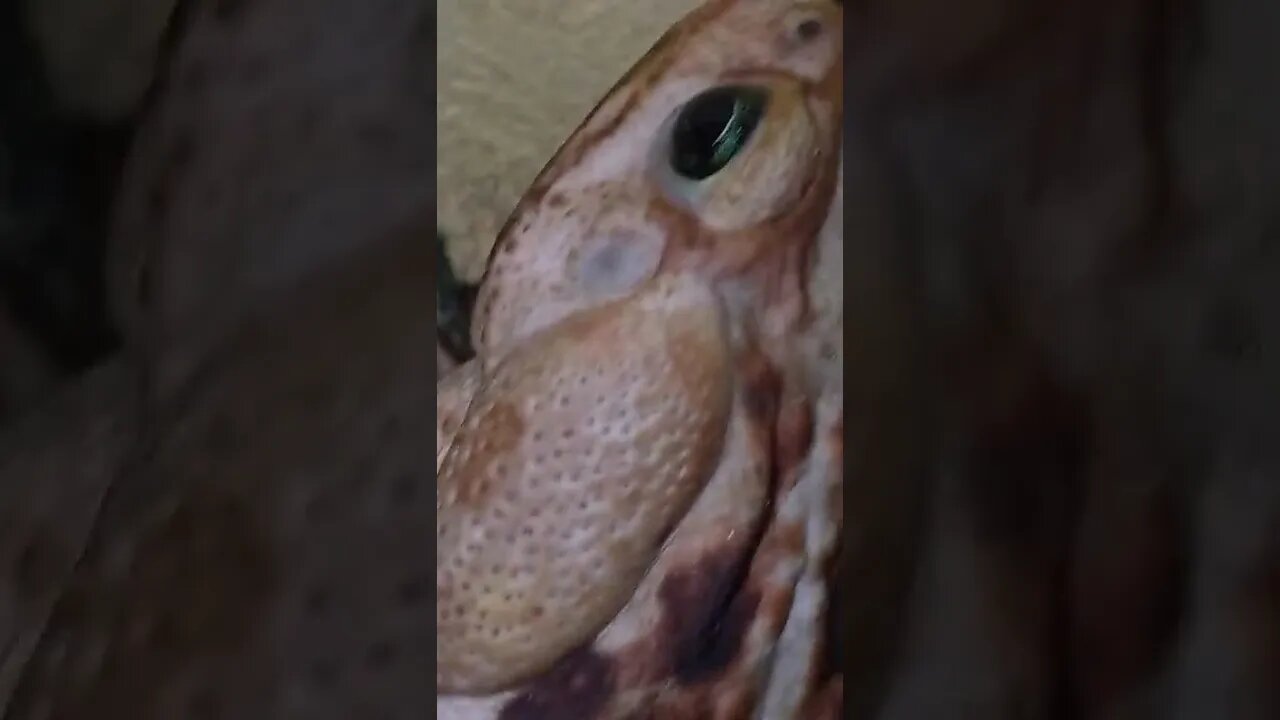 Sapinho tenta pegar bichinhos na luz 🐸