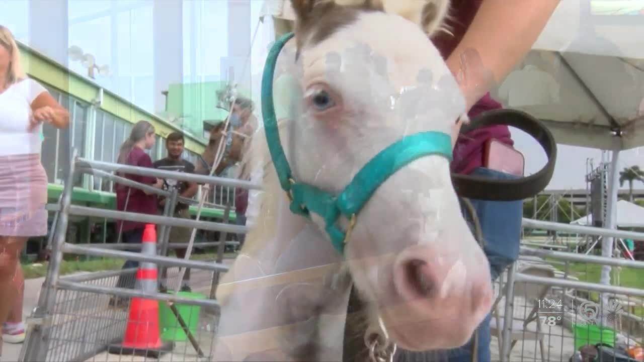 Palm Beach Kennel Club hosts Derby Party