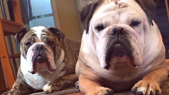 Compassionate Bulldog Barks At TV To Protect Actor From Bear Attack