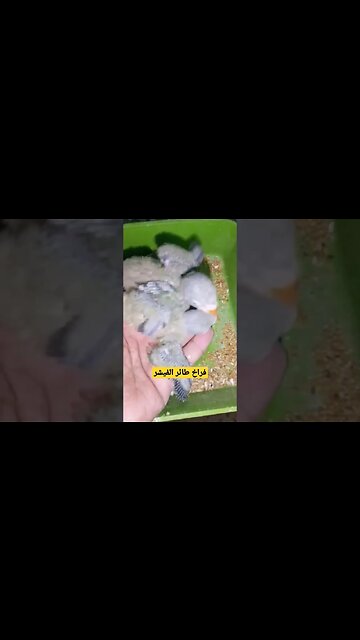 أجمل فراخ طائر الفيشر كيوت روعة مرحبا