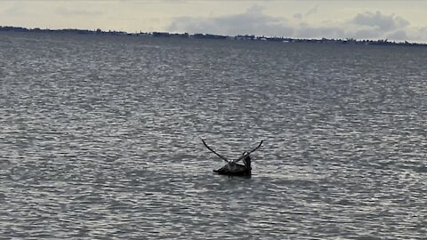 Brown Pelicans & Laughing Gulls in Paradise- 8/27/2021- 4K