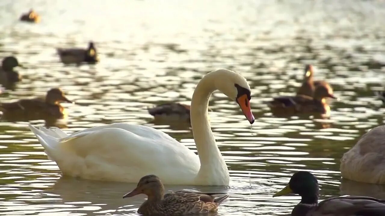 Beachfront B Roll White Swan in Slow Motion Free to Use HD Stock Video Footage