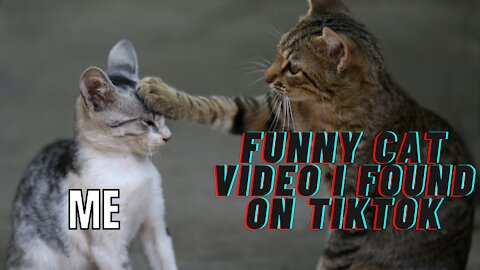 Funny cats I found on TIKTOK