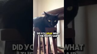 Send to someone that matches this energy😂 #cat #blackcat #leonthecatdad #energy #party