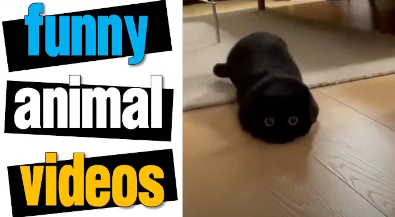 Funny Cats Videos + Try not to laugh #shorts #cat #cats