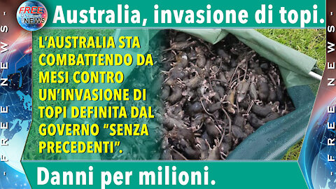 Australia, non si ferma l’invasione di topi: “Danni per decine di milioni di dollari”.