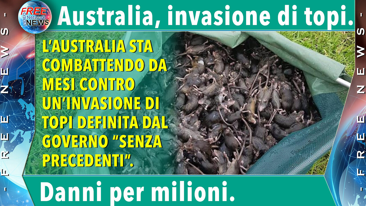 Australia, non si ferma l’invasione di topi: “Danni per decine di milioni di dollari”.