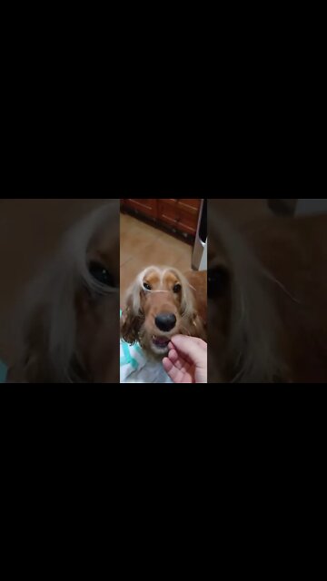 #dogshow, #amimals, #dogs, #shorts