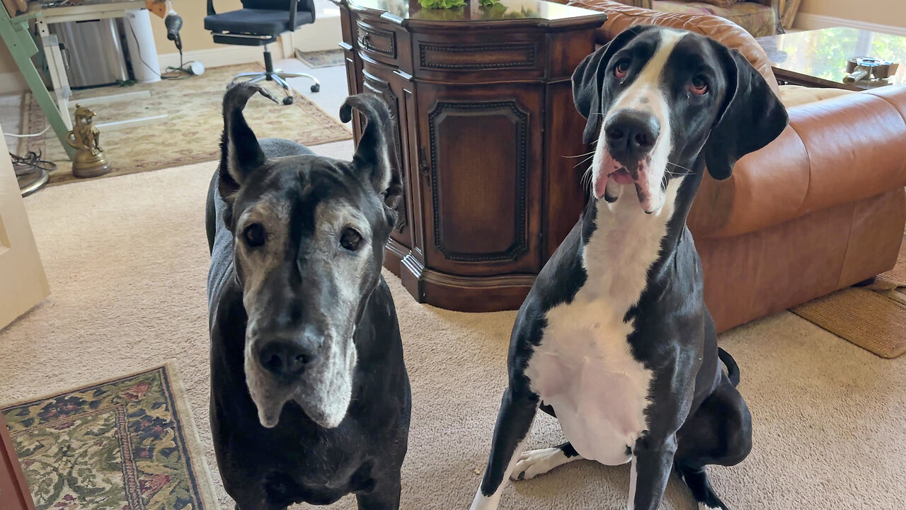 Funny Great Danes & Cat Patiently Sit In Front Of The Cookie Cabinet