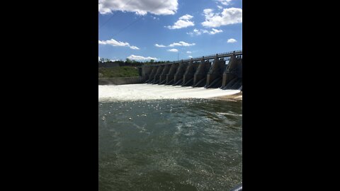 Pelicans at gavins point dam