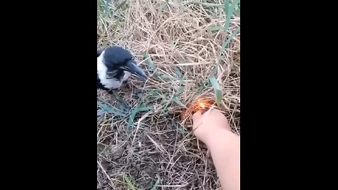 One up 0n Humans