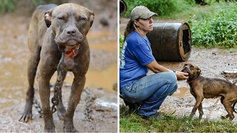 Mauka the Pit Bull Overcomes Dogfighting Past and Finds Forever Home with Loving Family