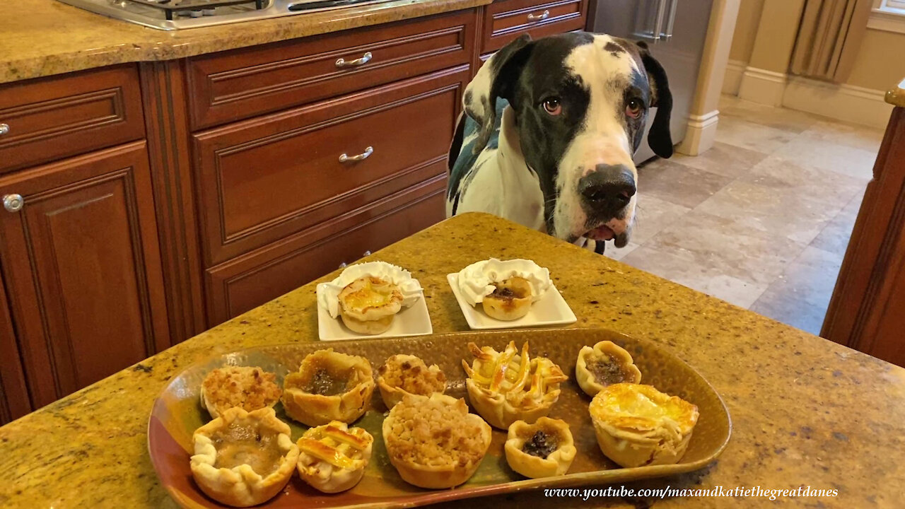 Great Dane thoroughly enjoys a very tasty treat