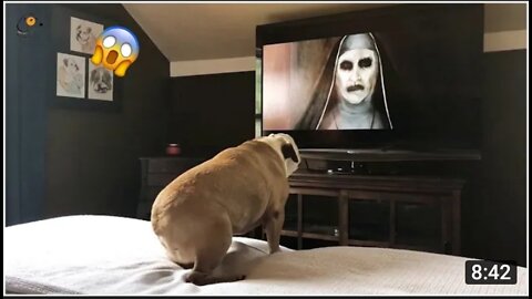 Reaction of Dog after watching Ghost