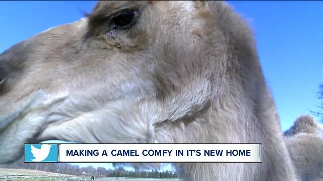 Making a camel comfy at Hawk Creek