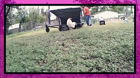 A cloudy day with the hens