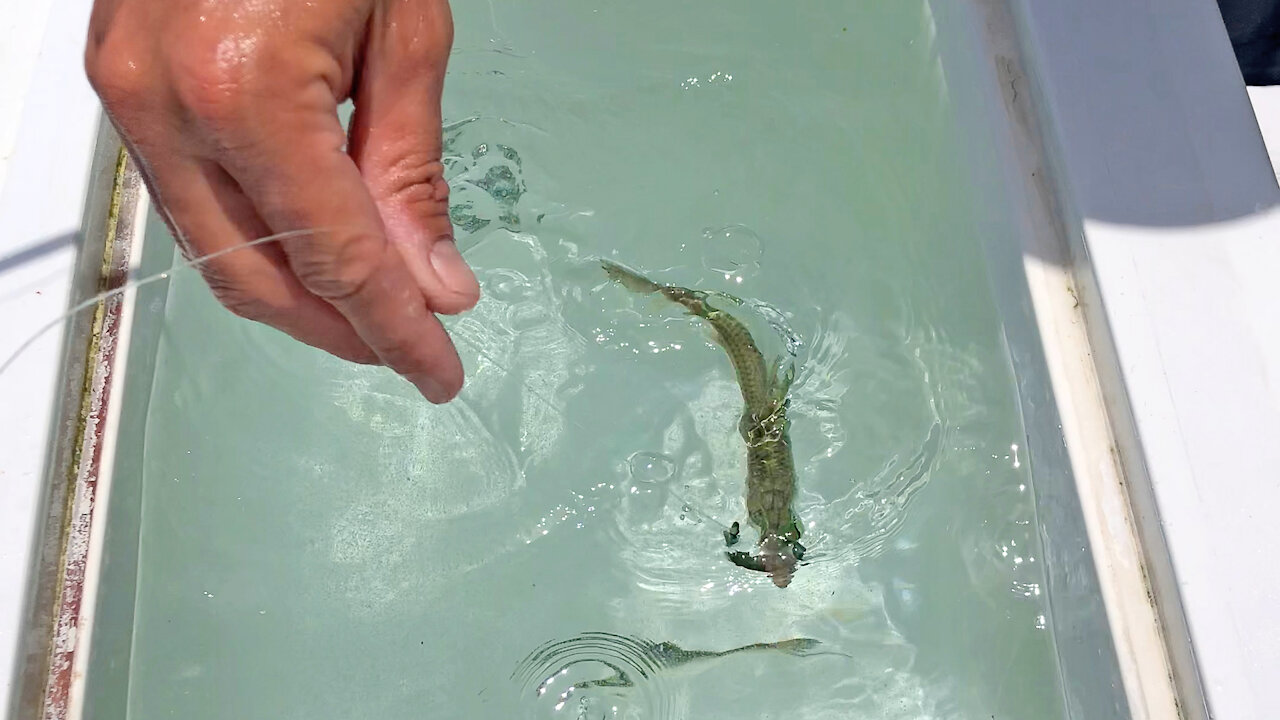 Hooking Fish in Record Time