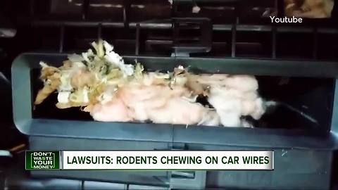 Beware of rodents chewing your car's wires