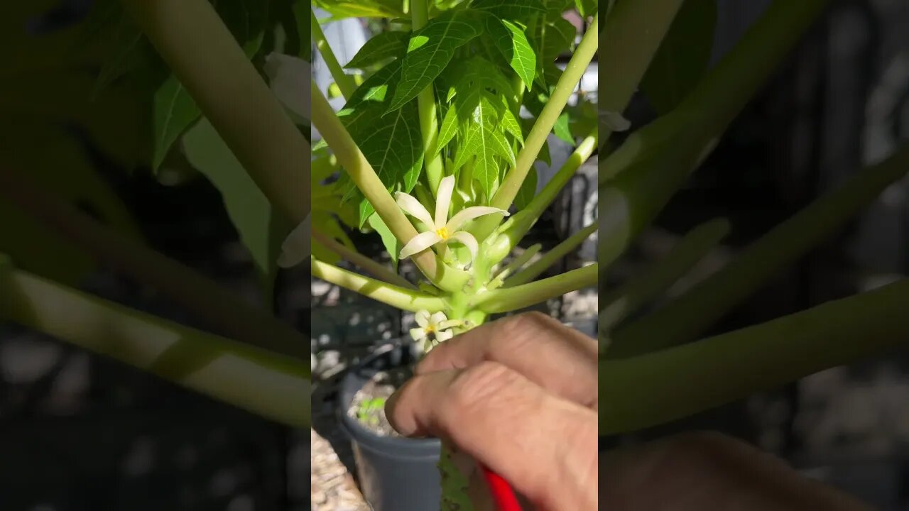 OMG - Oh My Garden Pollinating a Papaya #gardening #papaya