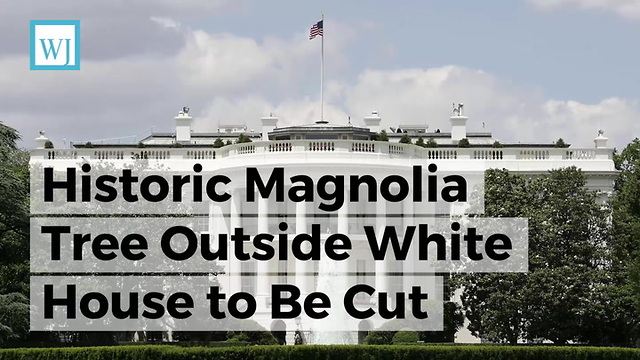 Historic Magnolia Tree Outside White House to Be Cut Down, and Melania Trump Is Being Blamed