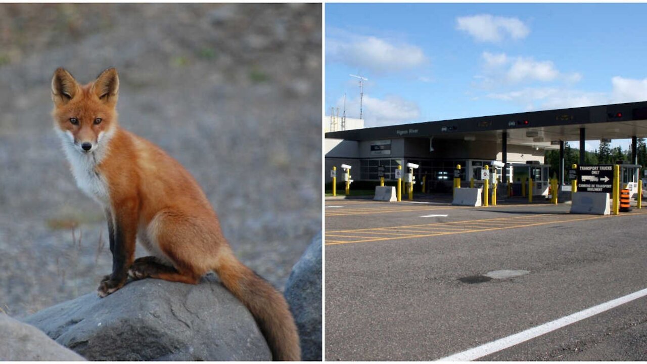 A Fox Crossed The Canada-US Border For 'Essential Reasons' & The Photo Is Everything