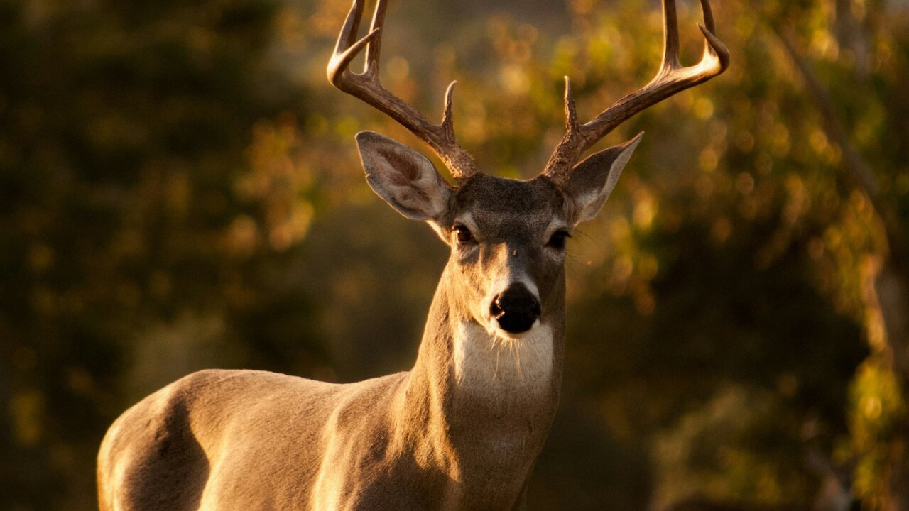 What Deer Think