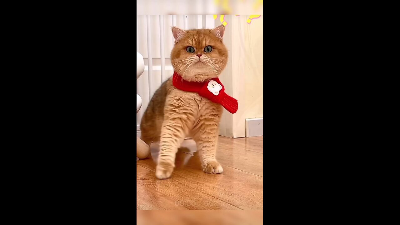 cat lovers
