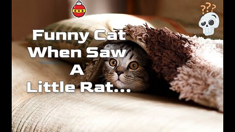 Cute and Funny Cat Videos Compilation | Funniest Cats | Funny Animal Videos 2022