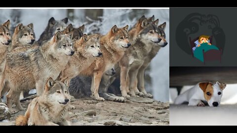 WOLVES NOW BEGINNING TO SURROUND PEOPLE'S HOMES(!)EVENTUALLY NOT EVEN YOUR PETS WILL BE SAFE(!)R U ?